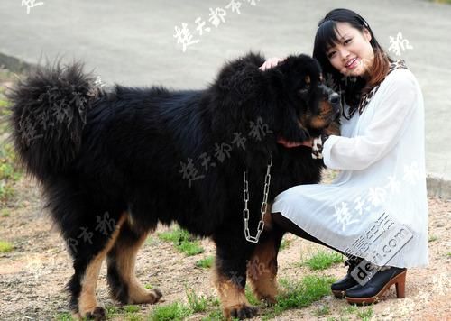 武汉抓小龙虾,用一次性手套吃小龙虾