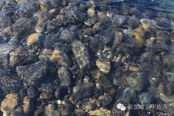 泰国的马尔代夫丽贝岛,泰国马尔代夫的海岛