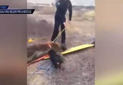 为救主人狗狗舍命相救,为救主人还剩半张脸的狗狗