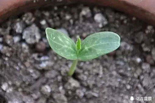 花种子催芽的常见方法有哪些,各种花种催芽方法