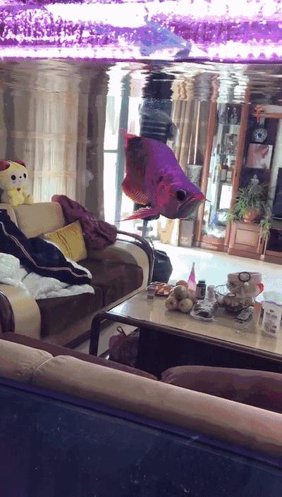 龙鱼为啥是身体弯曲死,龙鱼身体弯曲呈s型怎么回事