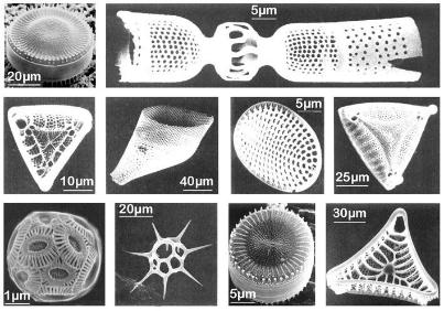 硅藻泥做好了可以重新做乳胶漆吗,硅藻泥现在为啥没人做了