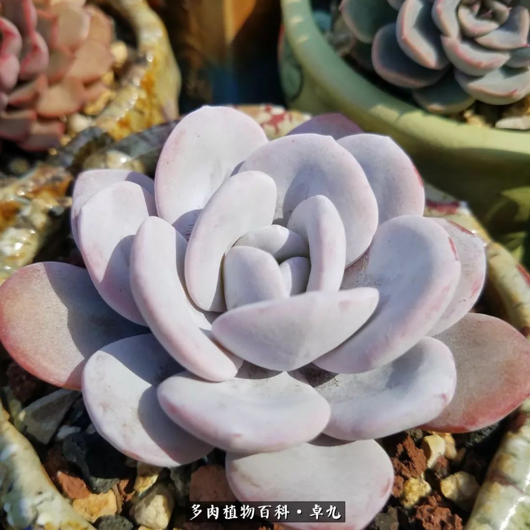 养多肉你遇到的奇葩事,养多肉的男士