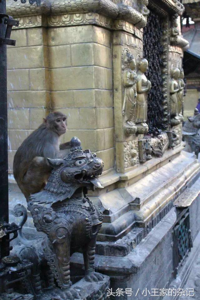 小萝莉的猴神大叔讲述了什么,小萝莉的猴神大叔片段解读