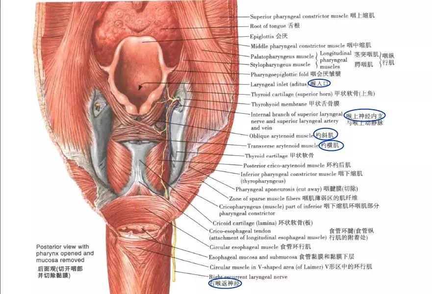 没对着人骨熬过夜，都不好意思说自己学过解剖学