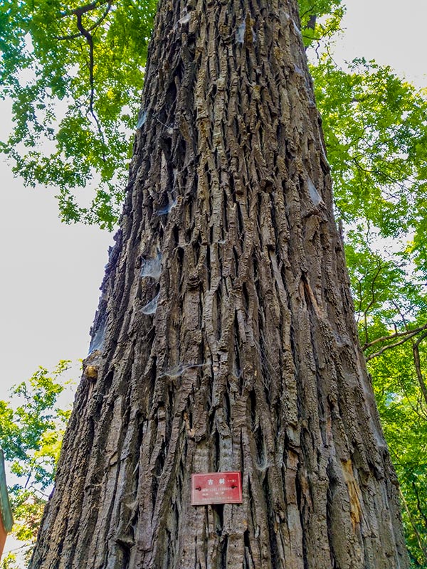 上方山森林动物世界游记,上方山动物园游记四年级