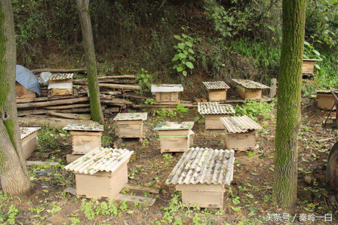 我们常吃的蜂蜜你真的了解它吗,蜂蜜是这样来的你还敢吃吗