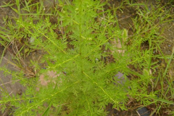 农村常见100种野花图片及名称,农村常见的50种野花名字