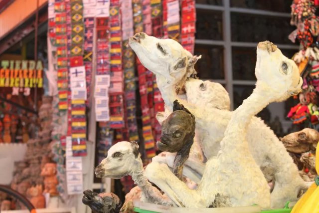 这个女巫市集竟能买到爱情魔药？给我来一打！