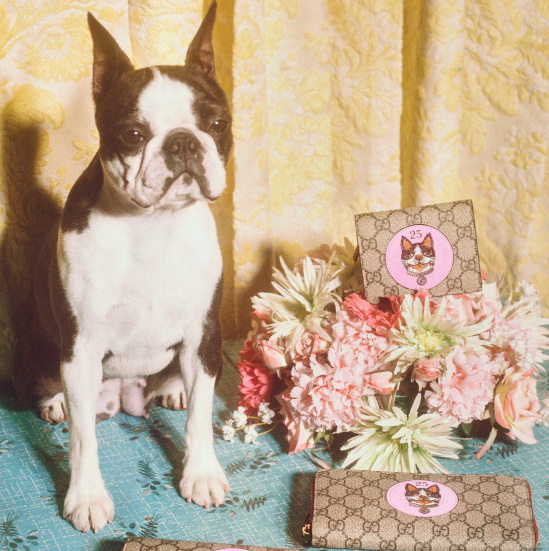 古驰包可以京东买吗,网上的10块钱一个古驰包包