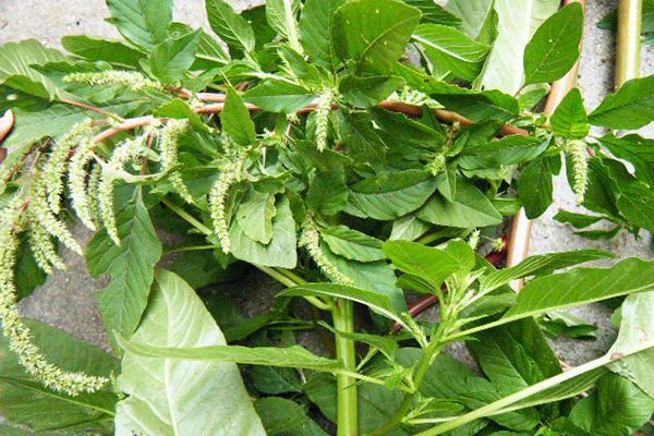 农村常见100种野花图片及名称,农村常见的50种野花名字