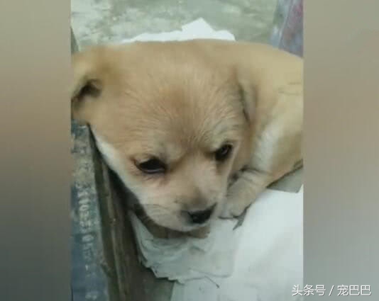 小狗在窝里老想出来,小狗舍不得狗妈妈哭了