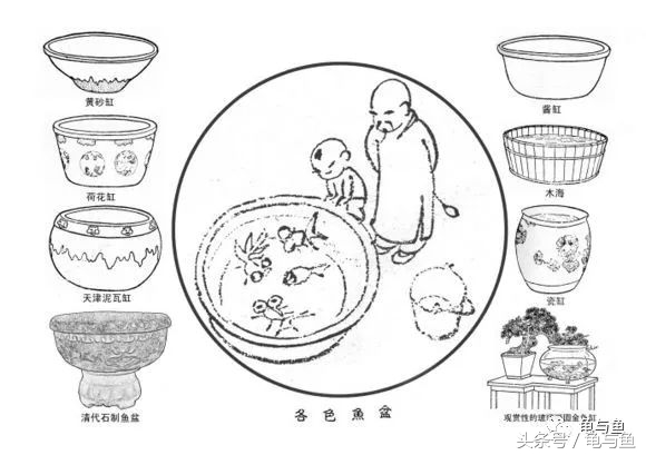 古法养鱼能养锦鲤吗,古法养鱼全过程视频