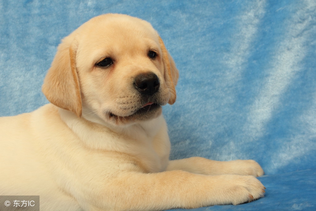 盘点那些可爱到爆的狗狗,原来狗狗也知道自己可爱