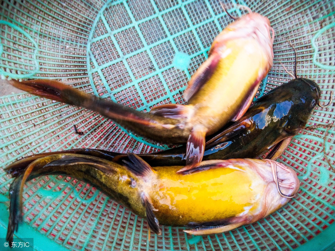 鸡内脏最佳钓鱼方法,鸡内脏可以钓鱼吗