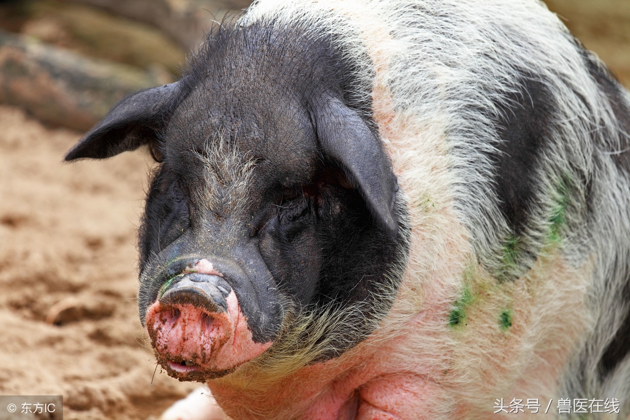 母猪难产可以自动排出来吗,母猪难产用手掏怎么操作呢