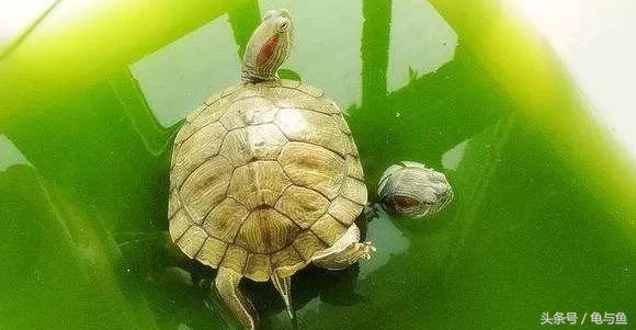 养龟绿水浑浊正常吗,绿水养龟的底层逻辑