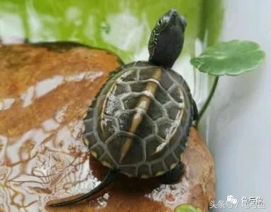 养乌龟的哪些误区,养宠物龟误区