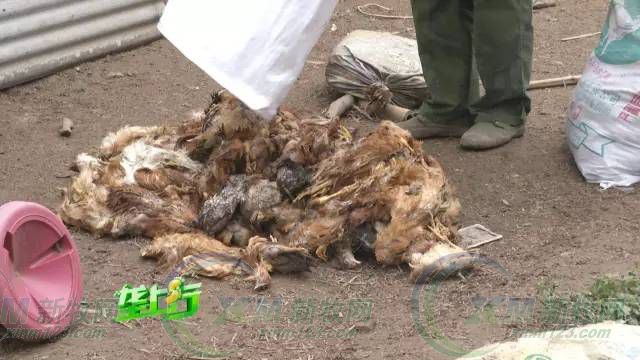 人用药给鸡退烧,45只鸡一夜丧命