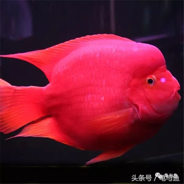 起头鹦鹉鱼介绍,白色鹦鹉鱼和黑白条鹦鹉鱼