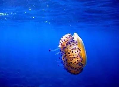 海洋世界里的水母,海洋世界公主