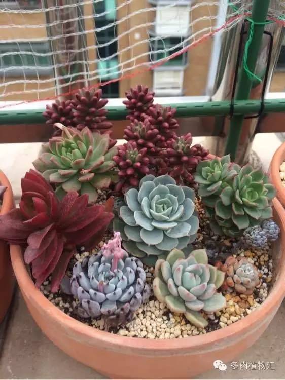 开挂区养多肉好吗,看完这些对比图你就明白了