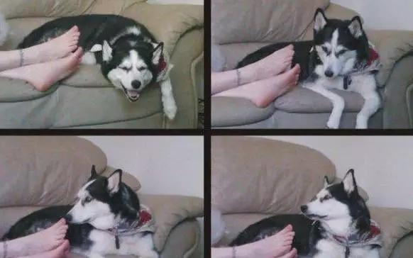 PO!闻主人臭脚狗狗转头作呕外国情侣办婚礼请1000只喵星