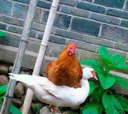 “坐月子”是产妇的“多事之秋”，健康、美貌如何兼得