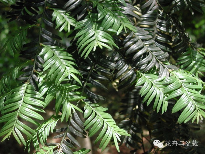 红豆杉怎么种才能长得好,红豆杉值得种植吗