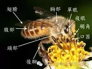 养蜂的蜜蜂是怎样变成蜂王的 (养蜜蜂的蜂农是怎样养蜂的)