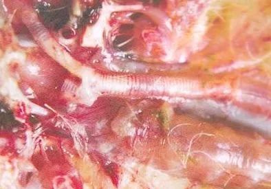 鸡病判断法,鸡的常见疾病及临床表现