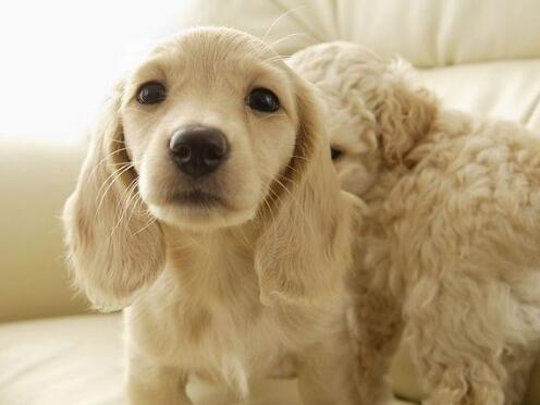 养宠物感染的皮肤病怎么办,养宠物得病案例