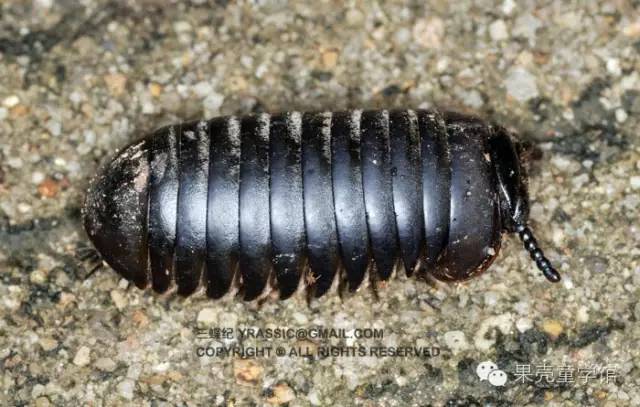 带小孩出去玩要小心一些什么虫,虫子带孩子去哪里玩比较好