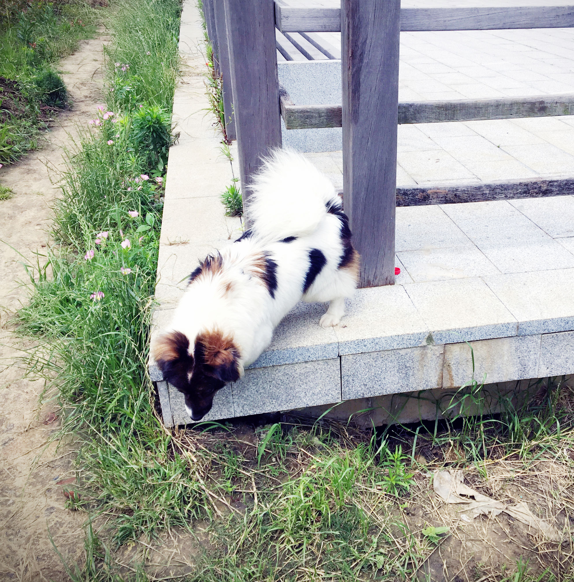 阿拉斯加犬智商排名第几,边牧和阿拉斯加智商谁高