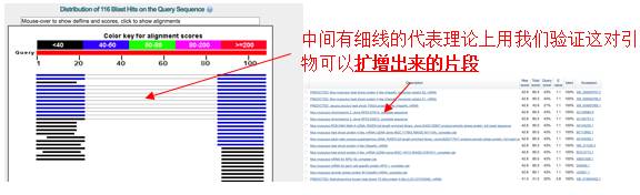 pcr引物设计软件优缺点,idt的在线引物设计工具