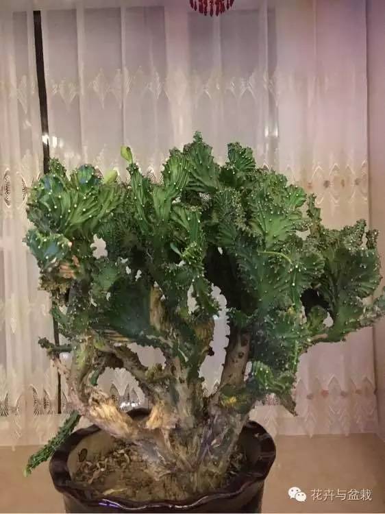 麒麟掌有毒吗用啥能解毒,麒麟掌有毒吗误食了怎么办