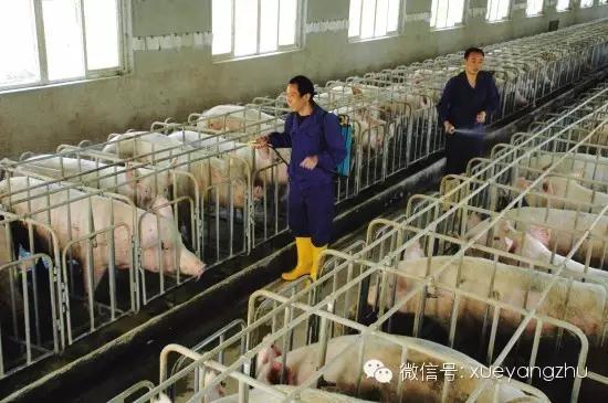 教你十步轻松搞定母猪不发情