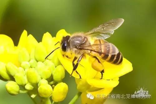 养蜂的蜜蜂是怎样变成蜂王的 (养蜜蜂的蜂农是怎样养蜂的)