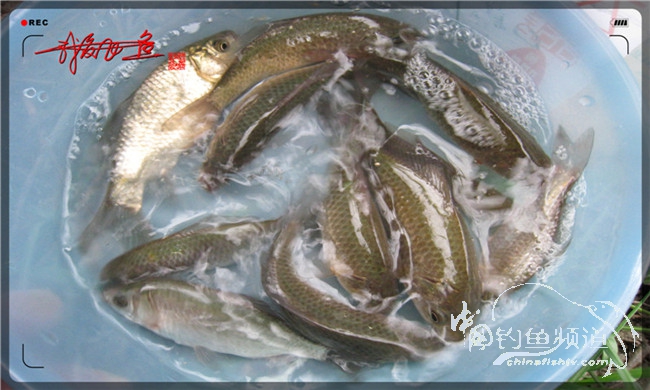 风雨无阻之我爱飞鱼去‘*欢寻**’！