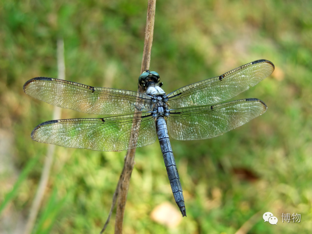 傻傻分不清楚的昆虫界cosplay