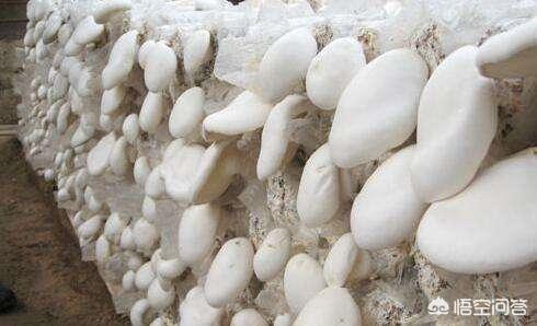 食用菌种植技术好学吗,食用菌最新栽培技术去哪里学