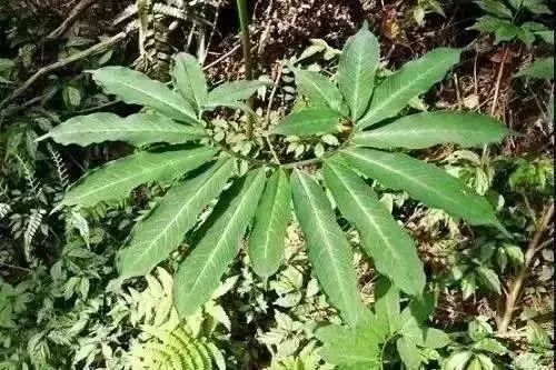 扩散丨清明扫墓，见到这种花千万不要摘，是毒药之王！