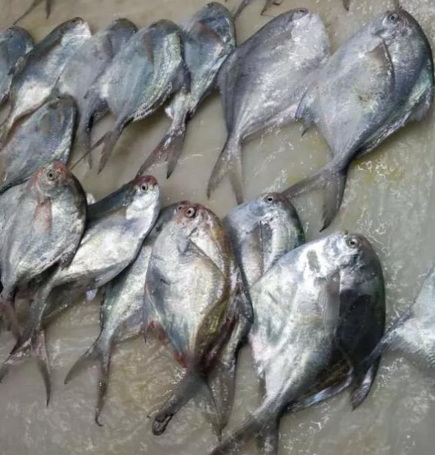 白鲳鱼什么时间肥美,东海鲳鱼什么季节最肥美