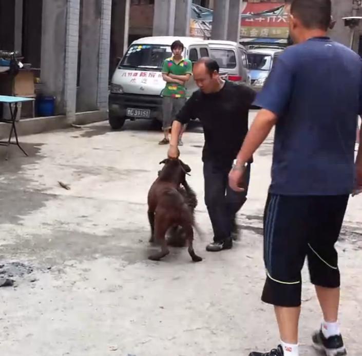 比特犬撕咬萨摩耶,主人屡次狠打比特犬,眼看就要置萨摩耶于死地