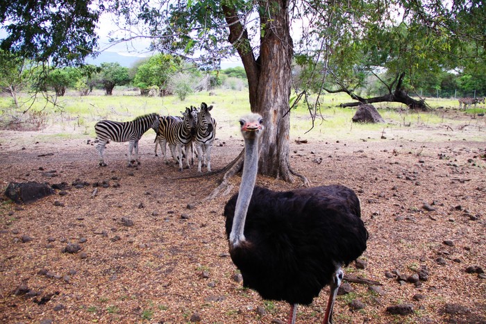 毛里求斯旅游度假区,毛里求斯旅行感觉