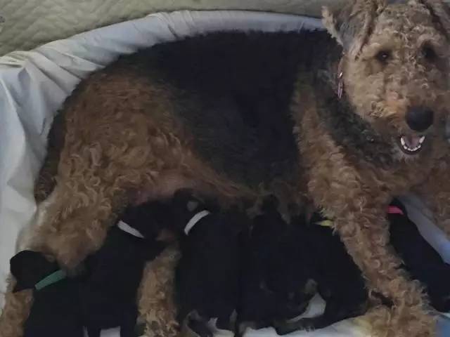 极品丁香色陨石边牧图片,陨石色边牧为什么不建议养