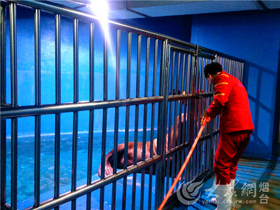 烟台：驯养师与海狮伙伴“贝克”的故事