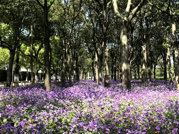 万亩树林土壤改造,林下改造