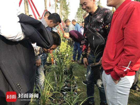 成都东郊外行内行一起“抢”兰花14盆花拍卖了1.6万元