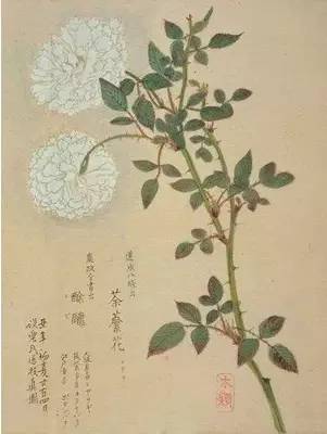 谷雨夜来风雨声花落知多少,花落知多少是谷雨吗